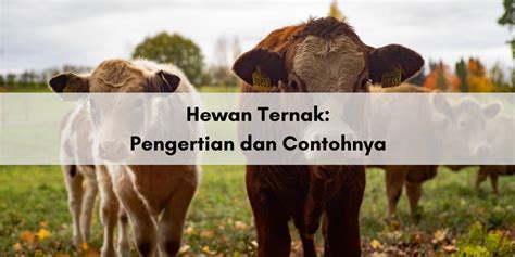 Hewan Ternak: Pengertian dan Contohnya - balustradellc