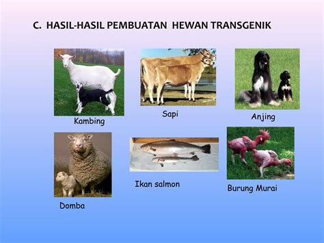 hewan transgenik pada awalnya digunakan oleh para ... - Roboguru - raincitystudios.com