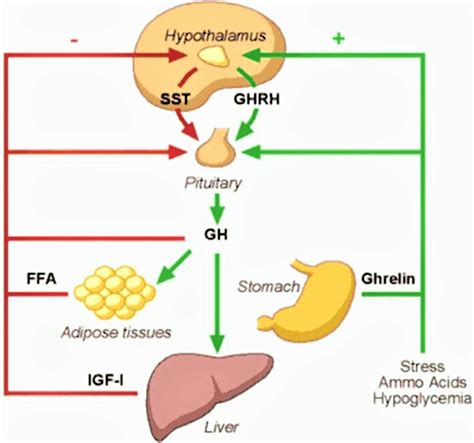 HGH, GHRH, & GHRP Building Muscle with Growth Hormone