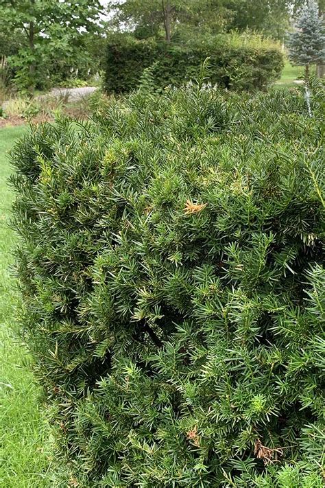 Hicksii Yew - 3 Gallon – Trees and Plants - balustradellc