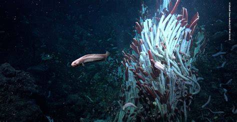 Hidden ecosystems discovered in seafloor beneath … - raincitystudios.com