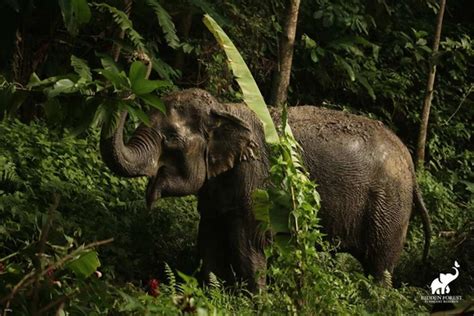Hidden Forest Elephant Reserve in Phuket | Thailand - raincitystudios.com