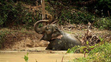 Hidden Forest Elephant Reserve - raincitystudios.com