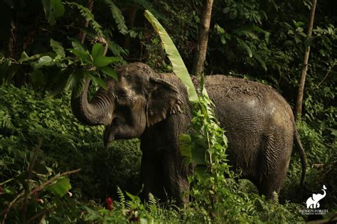 Hidden Forest Elephant Reserve with Lunch and Transfer - raincitystudios.com