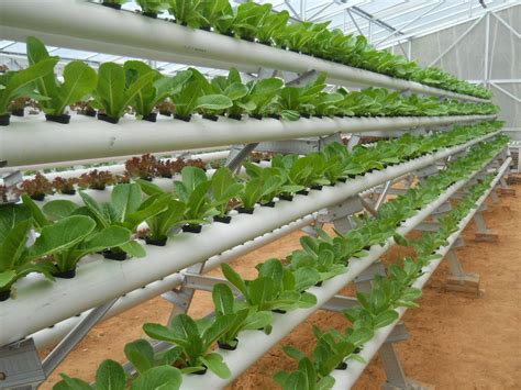 Hidroponik : Pengertian & Sejarah Perkembangan di Indonesia - balustradellc