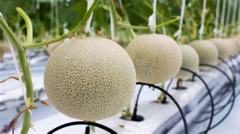 Hidroponik Melon Yang Aman Dan Mudah - Scribd - balustradellc