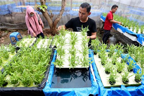 Hidroponik Rakit Apung - Sederhana Tetapi Cocok … - raincitystudios.com