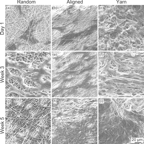 Hierarchical scaffolds amalgamating bFGF-immobilized fibrous yarn ... - wintechmobiles.com