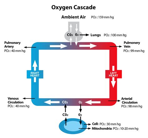 High Altitude Oxygenation: Understanding Oxygen … - balustradellc