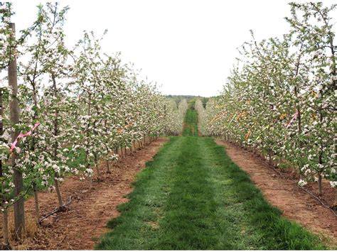 High Density Apple Orchard Management - NC State … - raincitystudios.com