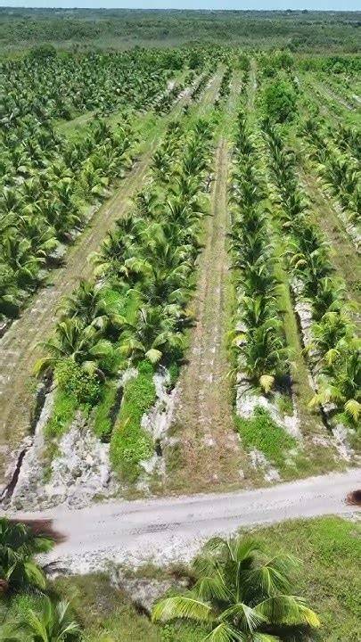 High Density Coconut Plantation - Spacing, Yield | Agri Farming - raincitystudios.com