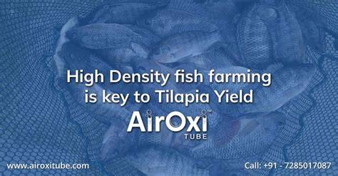 High Density Fish Farming and Tilapia - AirOxi™ Tube - raincitystudios.com