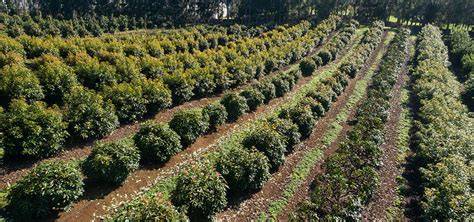 High Density Fruit Tree Planting & Pruning: Fruit Tree … - raincitystudios.com