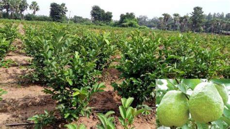 High Density Guava Plantation and Cultivation - raincitystudios.com