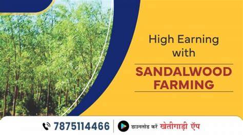 High Earning with Sandalwood Farming- Khetigaadi Blog - raincitystudios.com