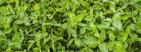 High Protein Forage Crops Pack a Punch - Germinal - raincitystudios.com