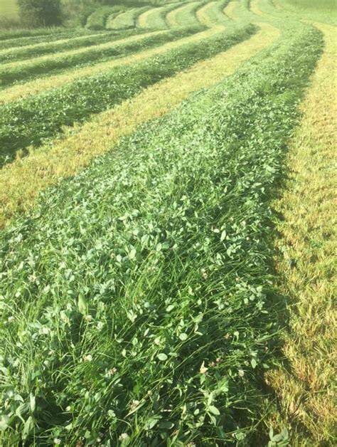 High Protein Forage...... – Grass Science Seeds - raincitystudios.com