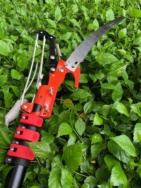 High pruning | Plantation Forestry in the Tropics: The Role ... - raincitystudios.com