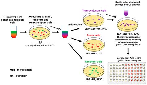 High rates of plasmid cotransformation in E. coli overturn the ... - muktibox.com