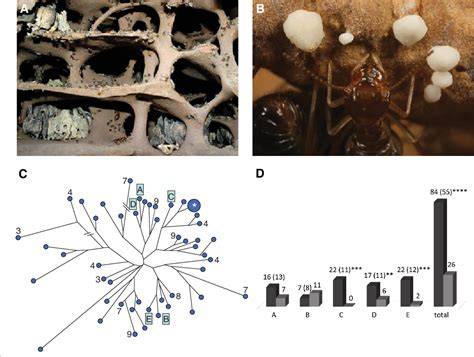 High Symbiont Relatedness Stabilizes Mutualistic … - raincitystudios.com