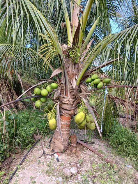High yielding DWARF COCONUT tree #shorts - raincitystudios.com