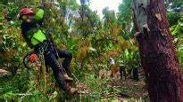 High-altitude pruning technology improves cocoa production | Forest … - raincitystudios.com