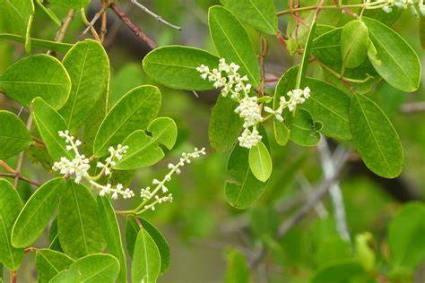 High-quality genome of a pioneer mangrove Laguncularia racemosa ... - raincitystudios.com