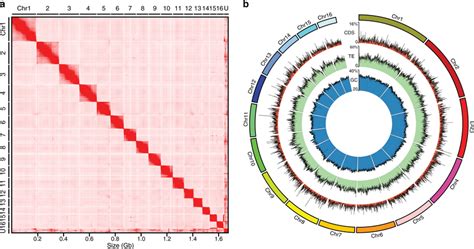 High-quality genome of a pioneer mangrove - Wiley … - raincitystudios.com
