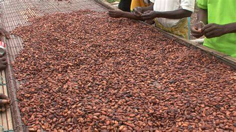 Highlighting the 4Ps of Cocoa Production in Ghana - Pruning ... - raincitystudios.com