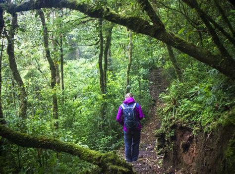 Hiking in the Monteverde Cloud Forest - The Detour Effect - raincitystudios.com