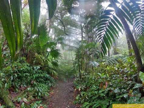Hiking through the captivating Kona Cloud Forest - raincitystudios.com