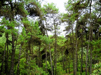 Himalayan subtropical pine forests - raincitystudios.com