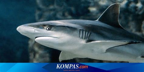 Hindari Aneka Ikan Bermerkuri Tinggi Ini... - wintechmobiles.com
