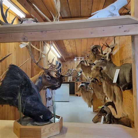 HIP-O TAXIDERMY - 2801-A E Hwy 90, Alpine, TX