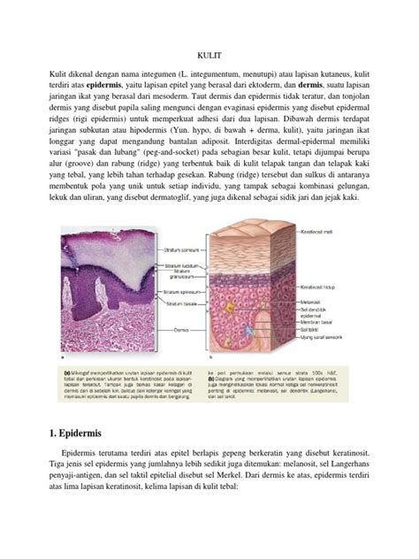 HISTOFISIOLOGI KULIT - Sam Ratulangi University - muktibox.com