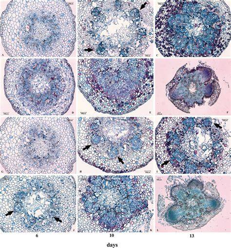 Histological dissection of cutting-inducible adventitious rooting in - raincitystudios.com