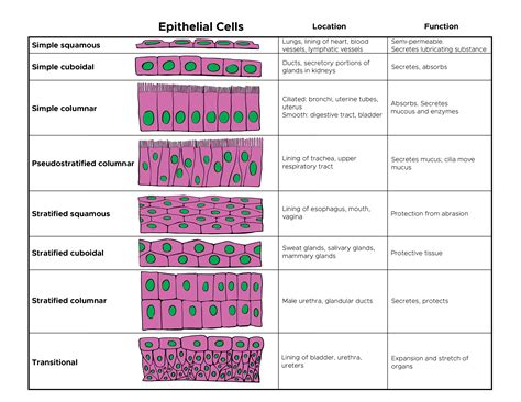 Histology, Epithelial Cell - PubMed - muktibox.com