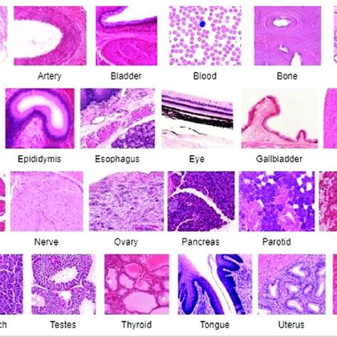 Histology Exam 6 - Quiz Review and Key Concepts - Studocu - muktibox.com