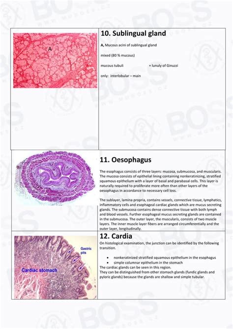 Histology Guide - virtual microscopy laboratory - muktibox.com