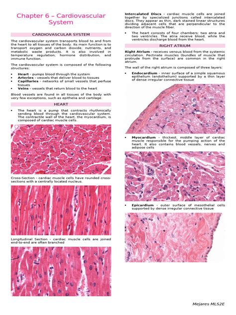 Histology Lab 1 Manual-2 1 copy.docx - AUC HISTOLOGY LAB... - muktibox.com