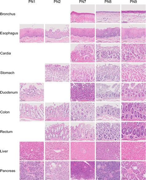 Histology Overview: Tissue Types & Membrane Structures (A&P) - muktibox.com
