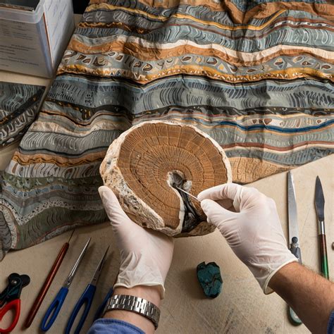 Historical Geology/Dendrochronology - Wikibooks - wintechmobiles.com