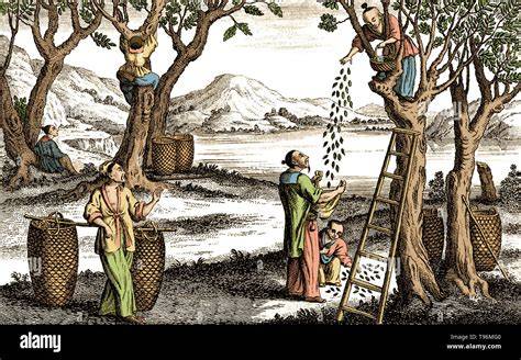 History of Ancient Chinese Sericulture: Mulberry Trees ... - Springer - raincitystudios.com