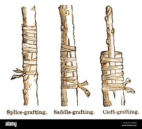 History of Grafting | How Grafting Emerged | Grafting Tree - raincitystudios.com