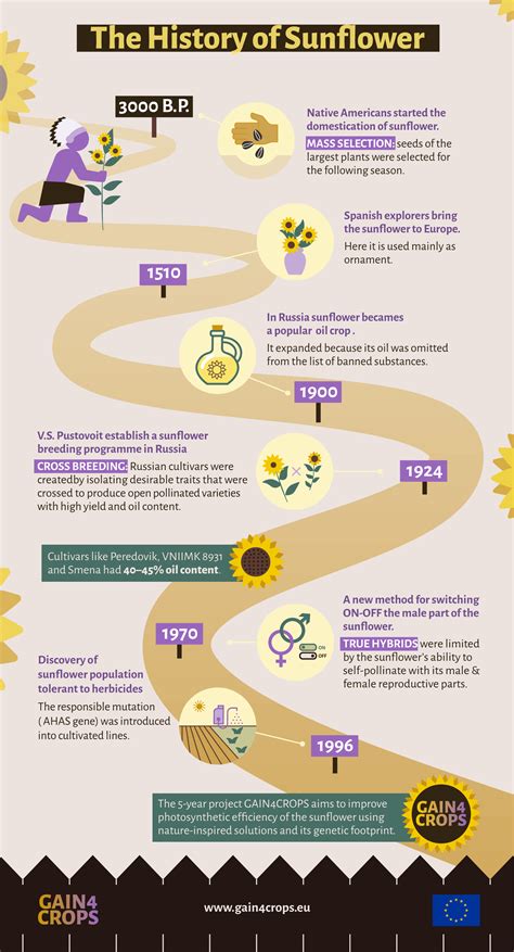 History of the Domestication of Sunflowers - ThoughtCo - wintechmobiles.com