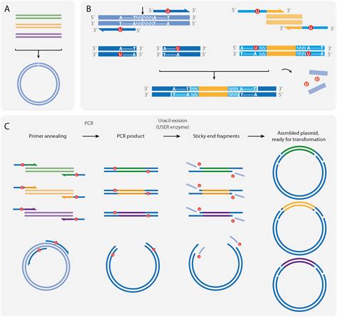 HMMgene 1.1 - DTU Health Tech - Bioinformatic Services