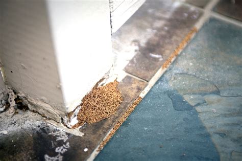 HOA Homefront Help The termites are bugging us