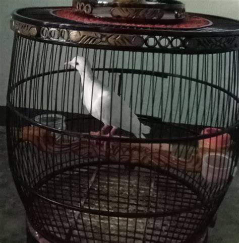 HOBI BURUNG SALATIGA DAN SEKITARNYA - raincitystudios.com