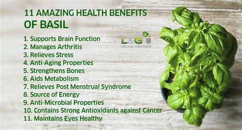 Holy Basil: Benefits for Your Brain and Your Body - balustradellc