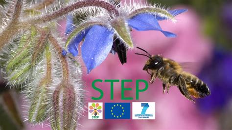 Home | Insectes Sociaux | Springer Nature Link - muktibox.com